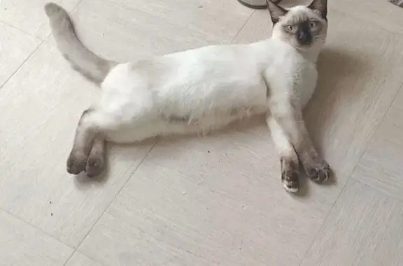 Chat perdu, Pissos, photo: Chat européen blanc disparu à Pissos
