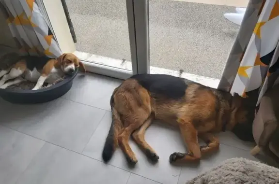 Chien perdu Dolomieu, photo : Chiens perdus à Dolomieu : Beagle et Berger