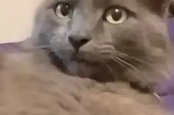 Chat perdu, Cénac, photo: Chartreux gris Pimpon perdu à Cenac