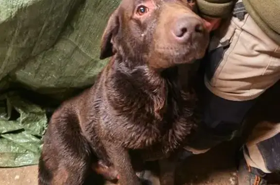 Animaux trouvés , photo: Chien Labrador mâle trouvé à Carentan