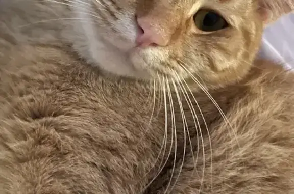 Help Find Our Missing Orange Tabby!