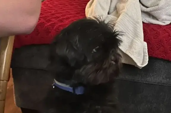 Lost Black Shih Tzu in Dallastown, PA