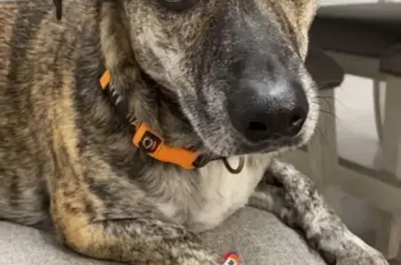 Lost Brindle Dog: Help Bring Him Home!