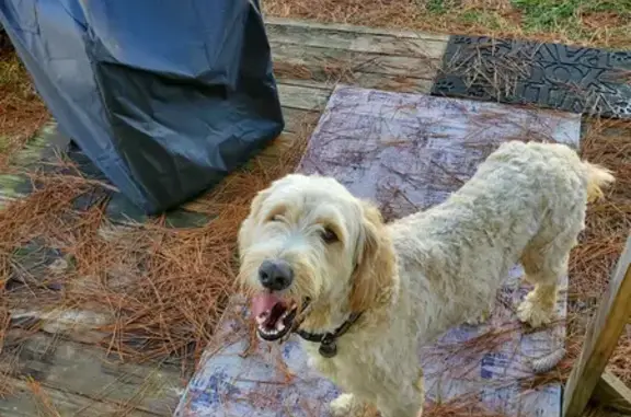 Found: Sweet Golden-Doodle Mix in Summerdale