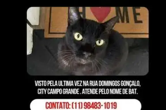 Gato desaparecido