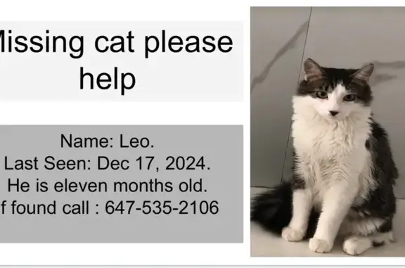 Missing Norwegian Forest Cat in Toronto