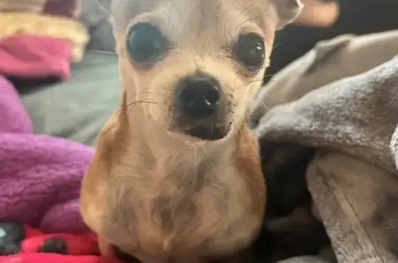 Missing Chihuahua: Last Seen in San Diego