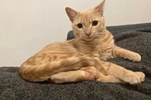 Leo was LOST on December 24, 2024 

TAS 7249 near Reuben Court, Kings Meadows, 
(near Meadow Mews and ShipLoads) 

Description: Cream and Orange tabby. Eyes like Puss-In-Boots