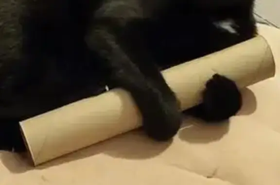 Chat perdu, Vaux-sur-Mer, photo: Chatte noire disparue à Vaux-sur-Mer