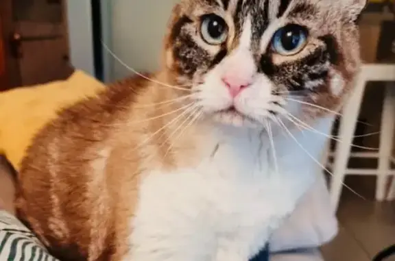 Animaux perdus Quimper, photo: Chat beige/blanc perdu à Quimper