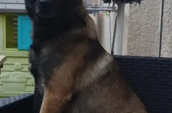 Chien perdu : Malinois mâle, 6 ans, Phalco - photo
