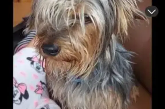 Chienne marron disparue à Bruay-la-Buissière - photo
