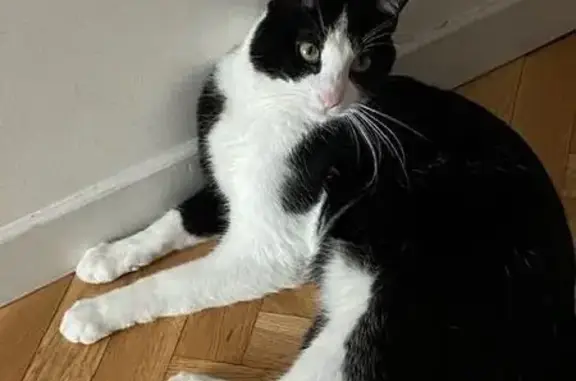 Animaux perdus Villeurbanne, photo: Chat perdu, grand, tâche blanche dos, Villeurbanne