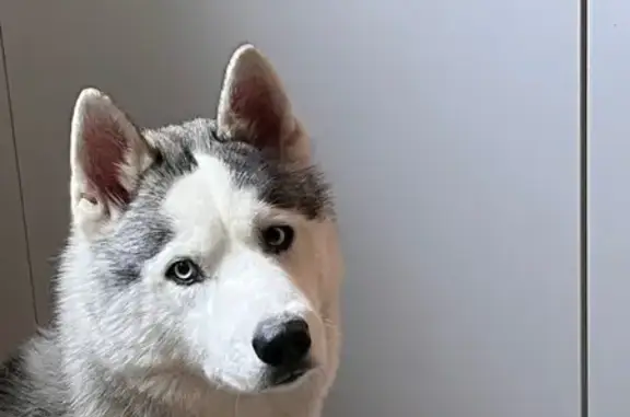 Animaux perdus , photo: Chiens Vador et Arya perdus à Sablé-sur-Sarthe