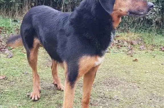 Animaux trouvés , photo: Chien mâle calme trouvé à Longny les Villages