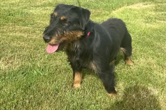 Animaux perdus Cernay-la-Ville, photo: Chienne Jagd terrier perdue à Cernay