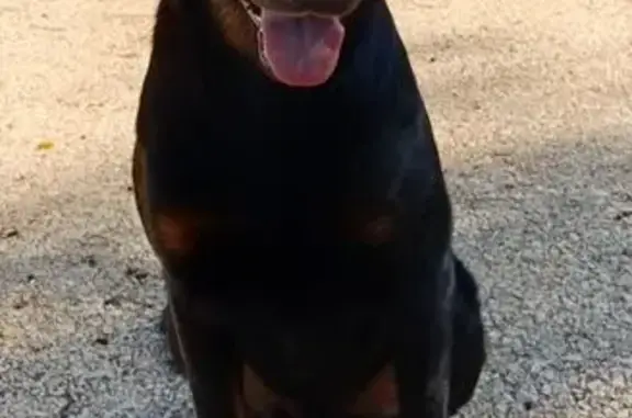 Chien perdu , photo : Beauceron perdu à Pagny-le-Château