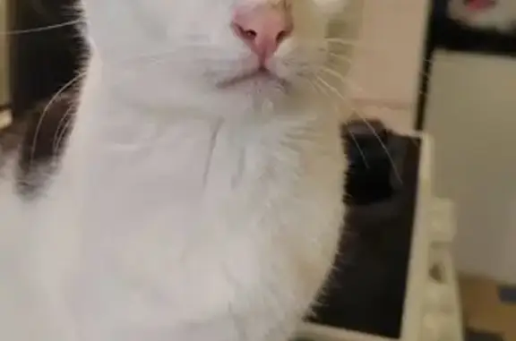 Animaux perdus Vergongheon, photo: Chat blanc et noir perdu à Vergongheon