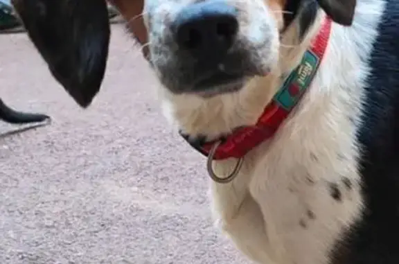 Chien perdu , photo : Beagle croisé perdu à Saint-Germain-Langot