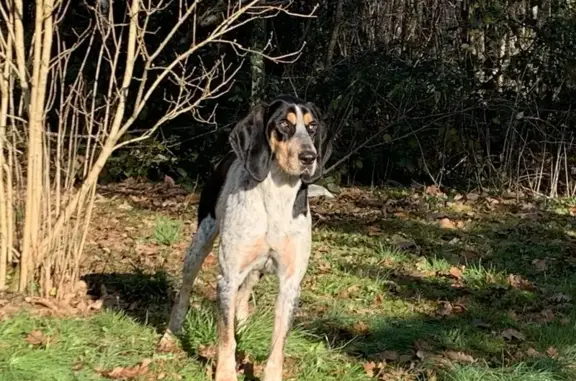 Chien peureux trouvé à Orgedeuil - photo