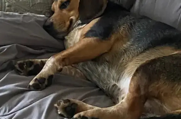 Lost Beagle: Friendly, Grey Collar - Dillwyn