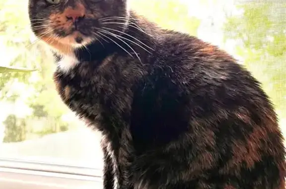 Lost Tortoishell Cat: Uma Needs Help!