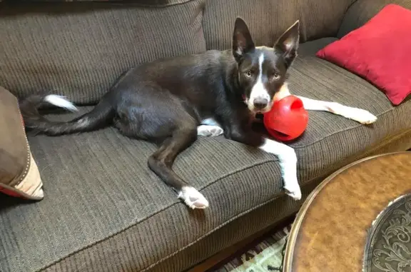 Lost Border Collie: Seizure, Red Collar