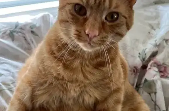 Help Find Oscar: Friendly Orange Cat Lost