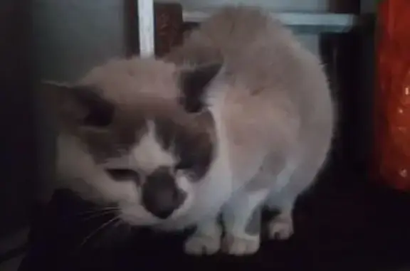 Chat trouvé, petit gabarit, yeux bleus - photo