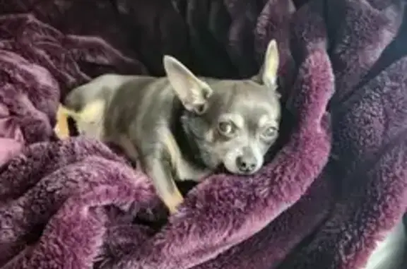 Lost Chihuahua: Grey/Tan in Fredericksburg