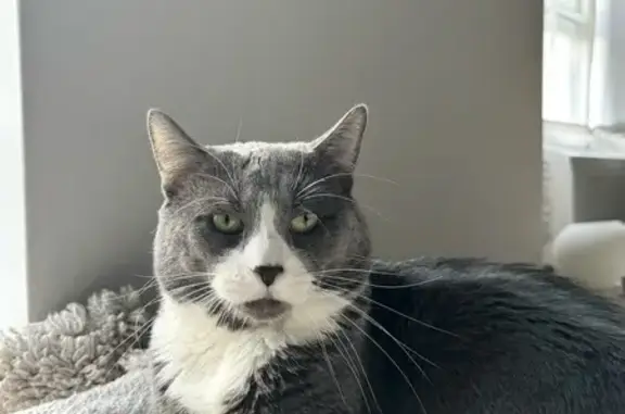 Lost: Shy Gray Cat on 75th Road