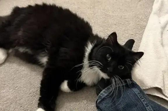 Friendly Tuxedo Cat Found in Olathe