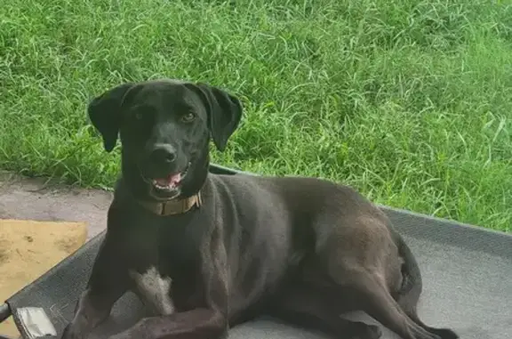 Help Find Dakota: Missing Chocolate Lab