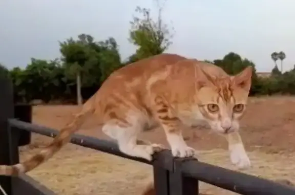 ¡Gato Perdido! Naranja y Blanco, Cariñoso