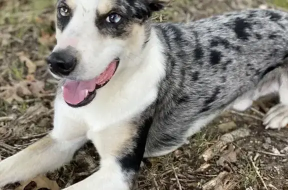 Missing: Winnie, Tri-Colored Border Collie