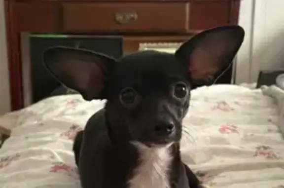 Help Find Nora: Missing Chihuahua in TLH