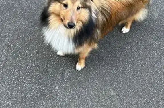 Chien perdu , photo : Berger shetland perdu à Grandchamp-des-Fontaines