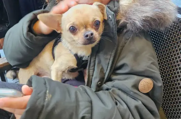 Animaux perdus , photo: Chihuahua sable disparu à Saint-Sardos