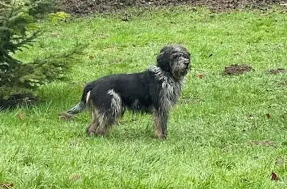 Animaux trouvés Crouy-sur-Ourcq, photo: Chien peureux trouvé à Crouy-sur-Ourcq