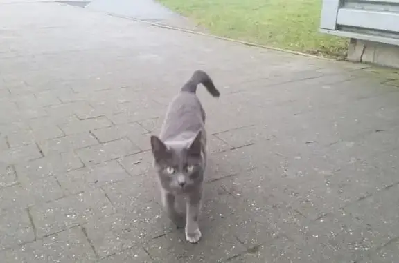 Animaux trouvés , photo: Chat sociable trouvé non identifié à Saint-Gibrien