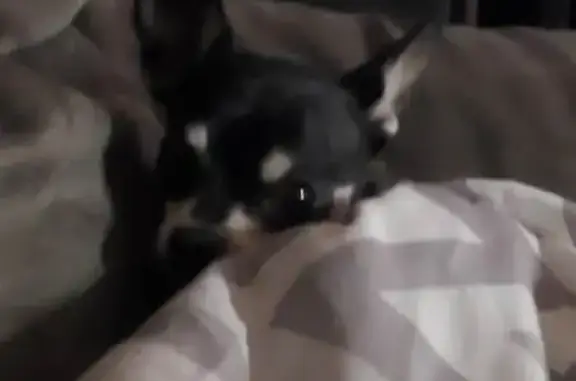 Lost Black/Tan Chihuahua, 10 Yrs, Belford St