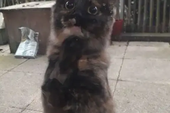 Jeune chatte écaille trouvée à Saint-Nazaire - photo