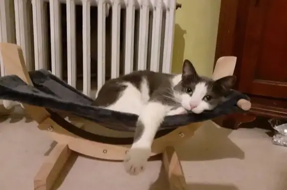 Animaux perdus Renwez, photo: Chatte grise et blanche perdue à Renwez