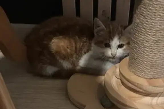 Chaton roux et blanc retrouvé à Bourseul - photo
