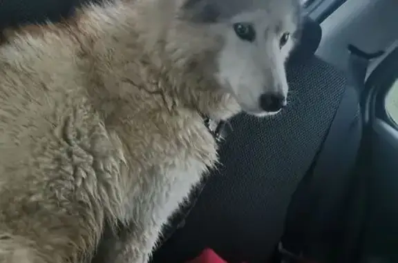 Animaux trouvés , photo: Chienne type Husky trouvée à Gerponville