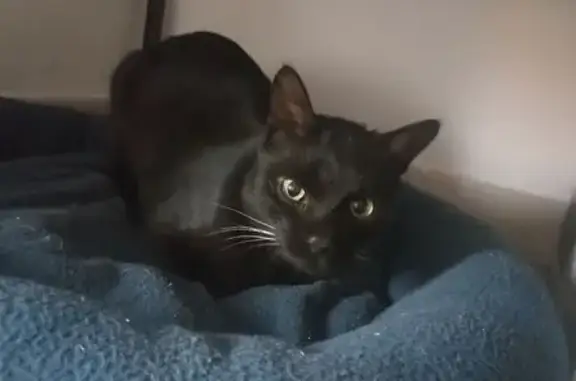 Chat mâle trouvé, rue du Stade, Lunel-Viel - photo