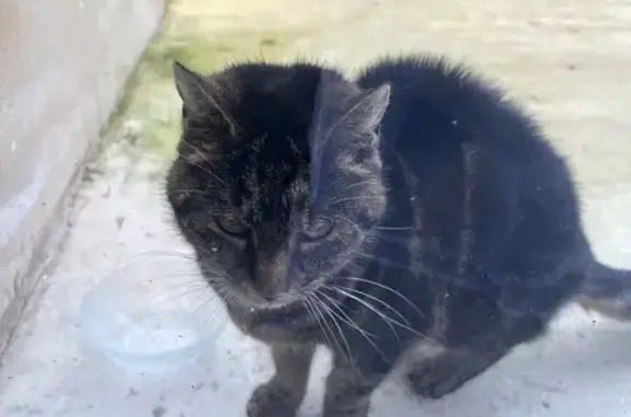 Chat trouvé , photo: Chat trouvé sans collier à Baccon