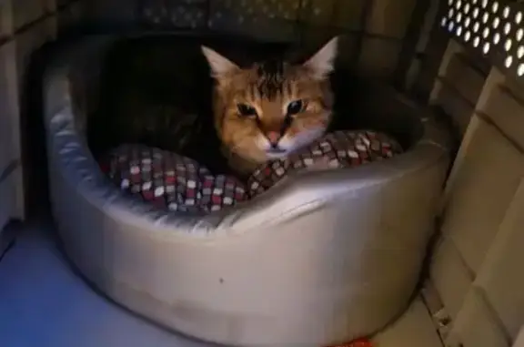Animaux trouvés , photo: Chat trouvé avec collier à Bourgheim
