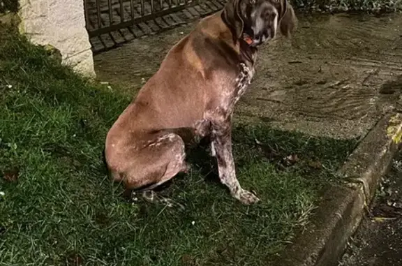 Chien de chasse apeuré trouvé à Bouleurs - photo