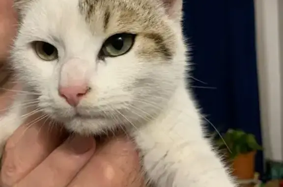 Chat trouvé Carpentras, photo: Jeune chat mâle trouvé à Carpentras